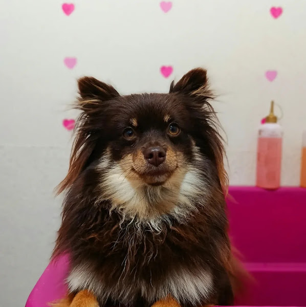 Lola Pet Spa