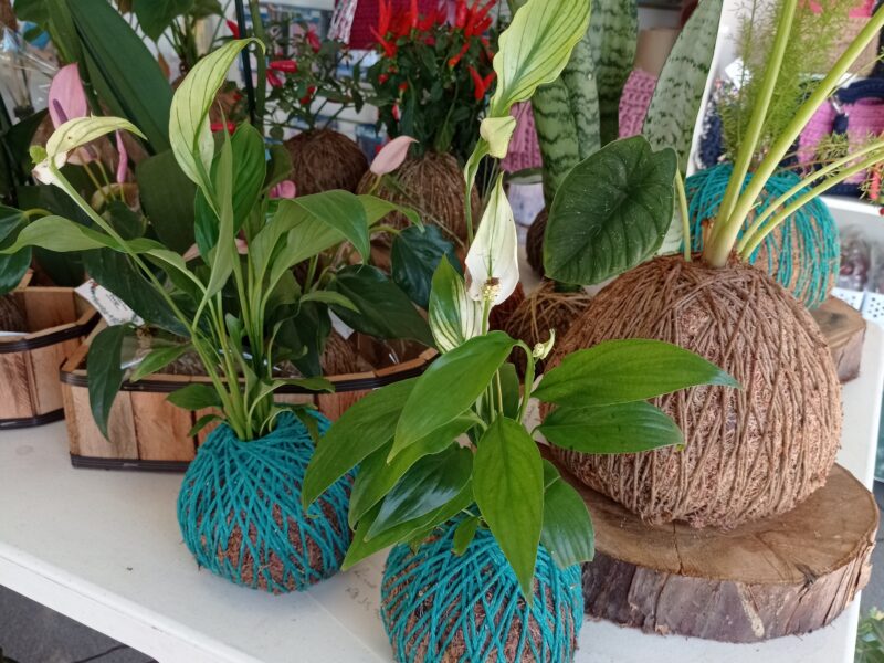 Consultoria Decoração com plantas e paisagismo
