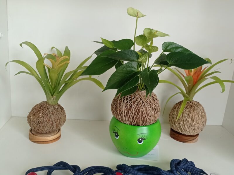 Consultoria Decoração com plantas e paisagismo